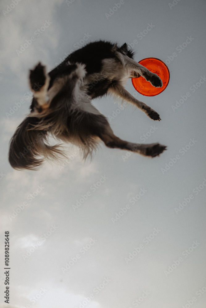 Wysportowany pies border collie łapie frisbee w powietrzu na niebie