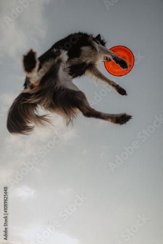 Obraz na płótnie Wysportowany pies border collie łapie frisbee w powietrzu na niebie w salonie