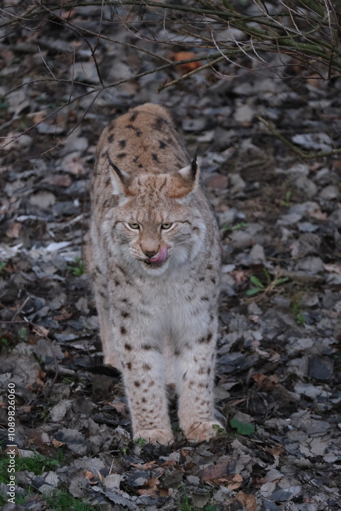 Obraz premium Luchs