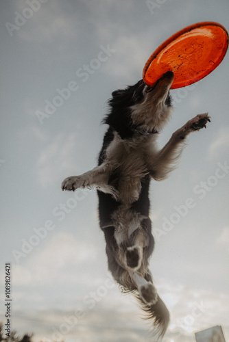 Obraz na płótnie Wysportowany pies border collie łapie frisbee w powietrzu na niebie w salonie
