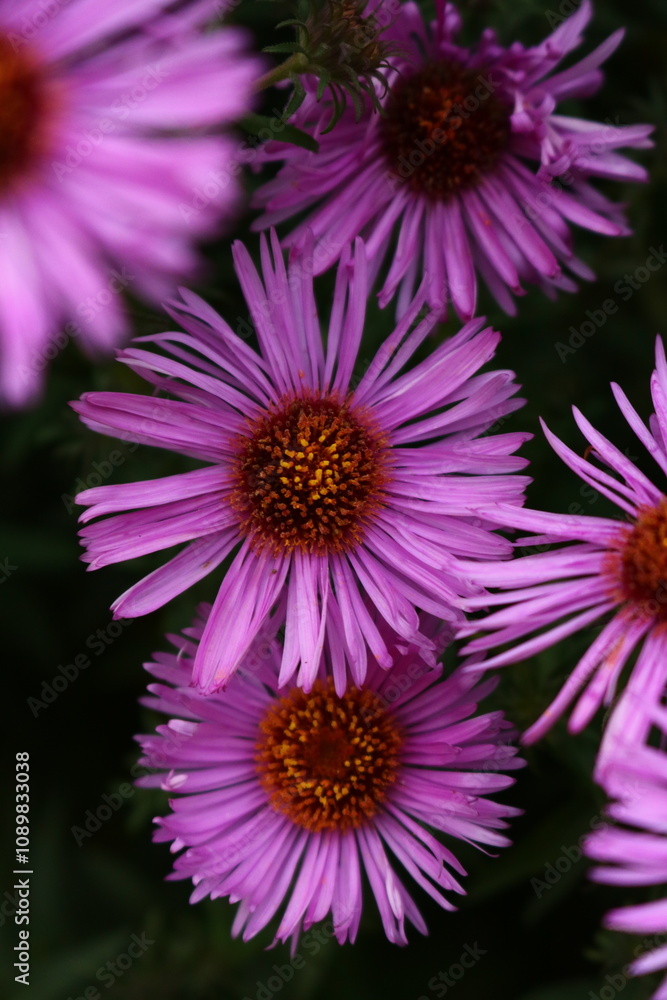 Obraz premium close up of pink flower