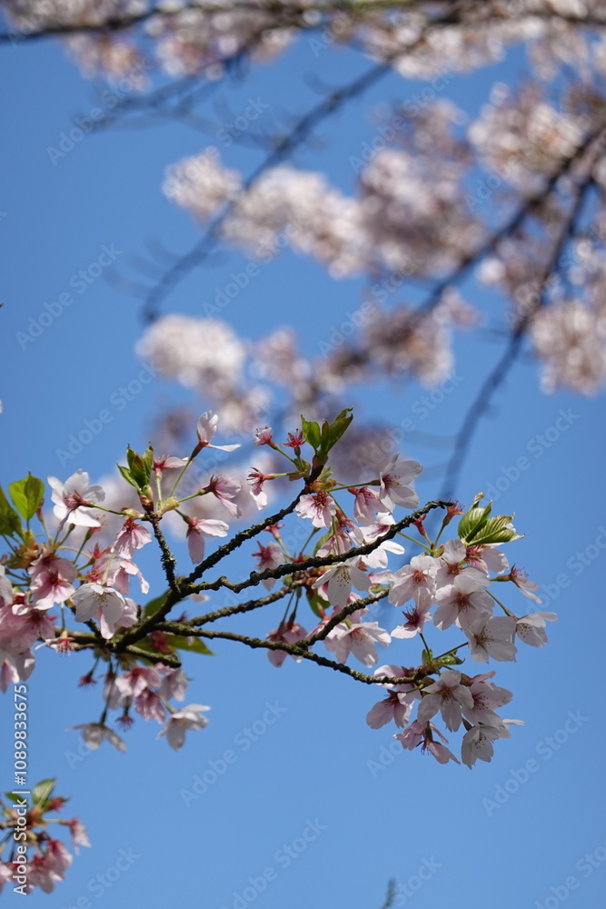 Fototapeta premium cherry blossom in spring