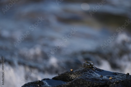 Black crab sitting on rocks getting splashed by waves photo