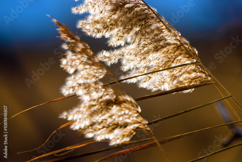 A reed panicle in the contour of the winter sun. photo