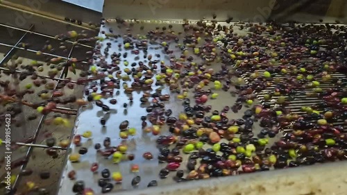 Slow motion of Olive Oil mill machine while process harvested raw olives, extra virgin Italian oil production industry, 4k
