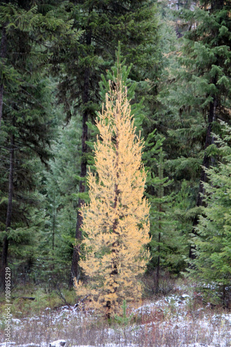 Tamarack tree in fall photo