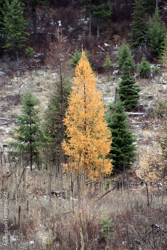 Tamarack in the fall