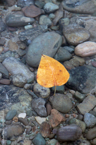 Autumn leaf floating on water