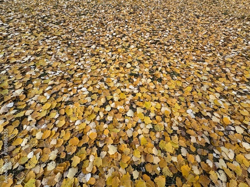 Yellow and orange colored poplar tree leaves background. Autumn fall leaves wallpaper. Autumn fall leaves in sunlight. Natural autumn texture. Foliage, falling leaves background. Autumn leaf.
 photo