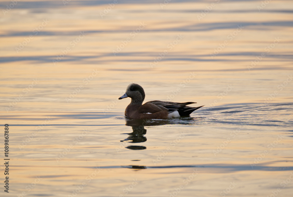 Fototapeta premium Solitary duck swims across the water