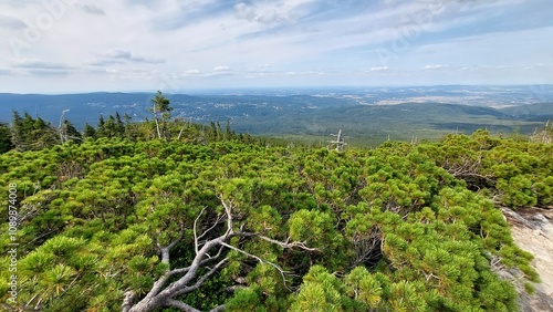 Piękna przyroda widoczna na górskich szlakach w Karkonoszach photo