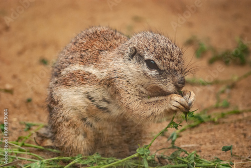 Close-Up of a Ground Squirrel Eating in Natural Habitat photo