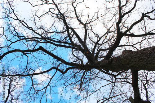 tree branches against blue sky