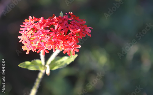 Red Lychnis chalcedonica plants in a flowering season in the garden. photo