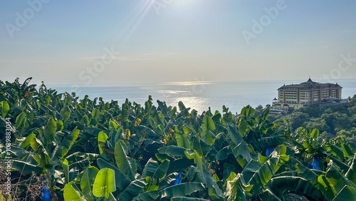 A picturesque view of a banana plantation overlooking the sea, with a resort on a green hill and the shimmering water in the background. Ideal for tourism, tropical agriculture, and eco-travel promoti photo