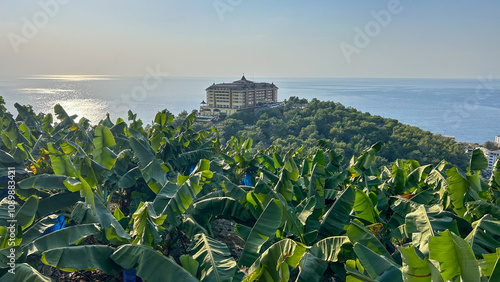 A picturesque view of a banana plantation overlooking the sea, with a resort on a green hill and the shimmering water in the background. Ideal for tourism, tropical agriculture, and eco-travel promoti photo