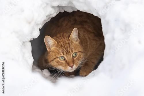 Katzenportrait im Schnee photo