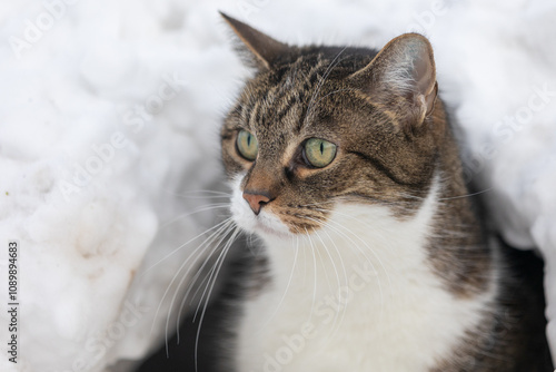 Katzenportrait im Schnee photo