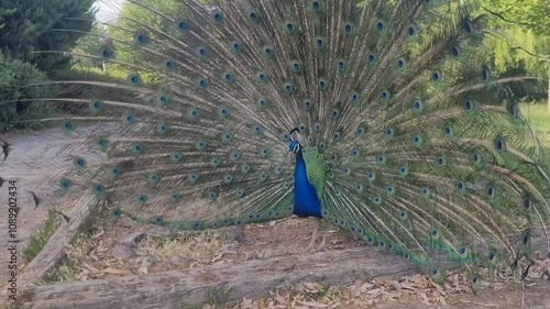 Beatiful peacock with open tale, closeup.