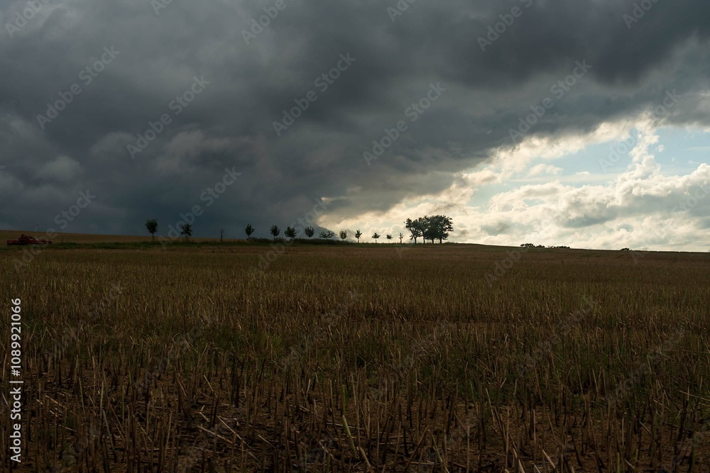 Fototapeta premium La nube comiendo el árbol