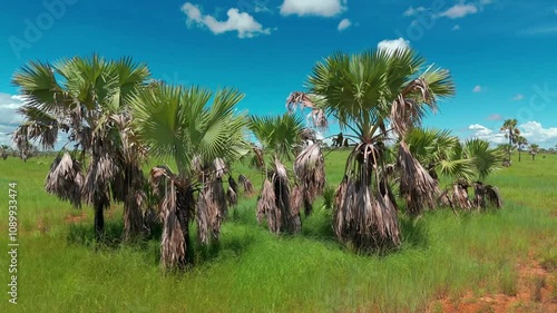 Drone footage of Borassus aethiopum palms, a unique species of palm native to Madagascar, showcasing their tall structure and tropical charm. photo