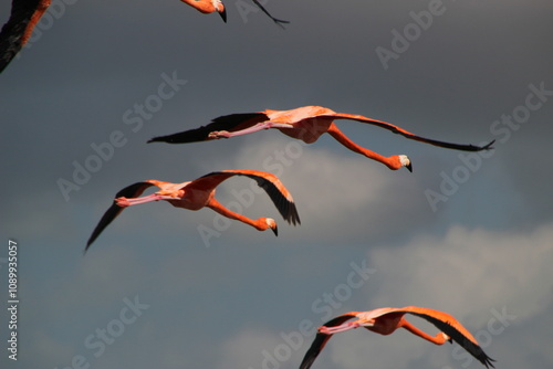 flamingos in flight