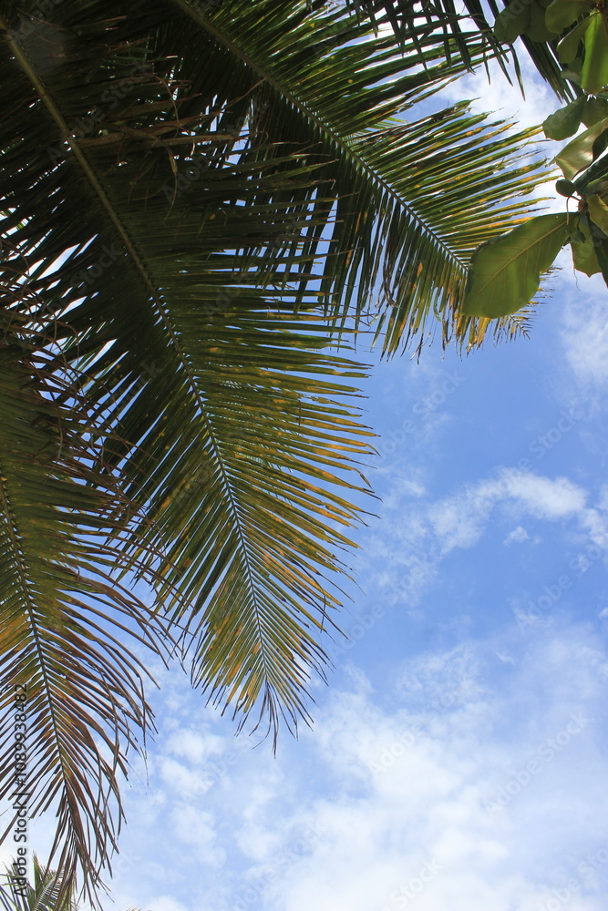 Fototapeta premium low angle view of coconut tree