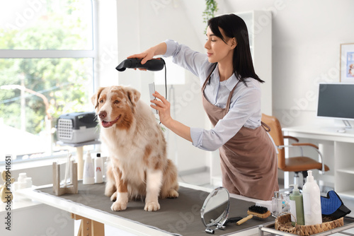 Female groomer drying Austr...