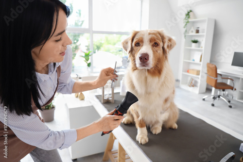 Female groomer drying Austr...