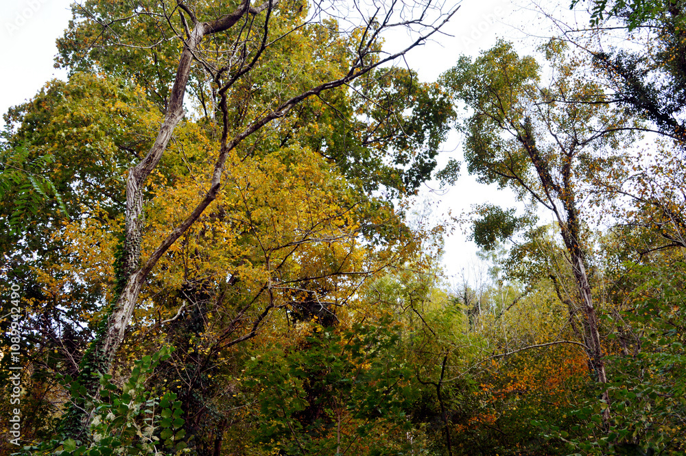 Obraz premium treetops and branches