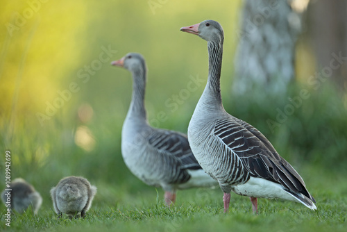 Gęgawa, gęś gęgawa, (Anser anser) greylag goose photo