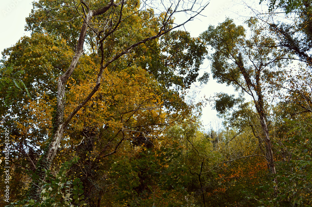 Obraz premium treetops and branches