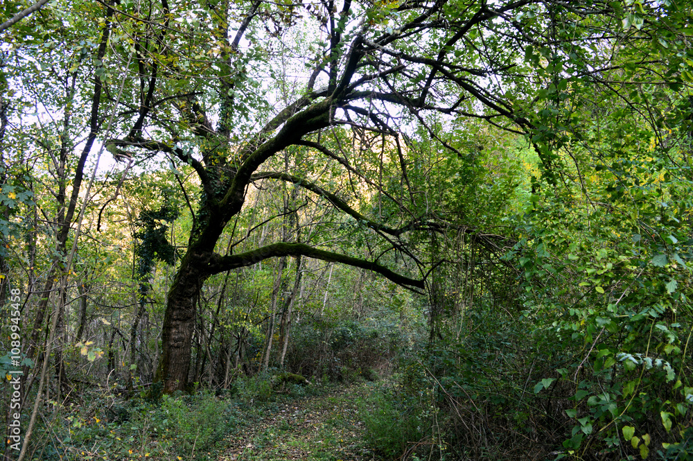 Obraz premium unique tree in a forest