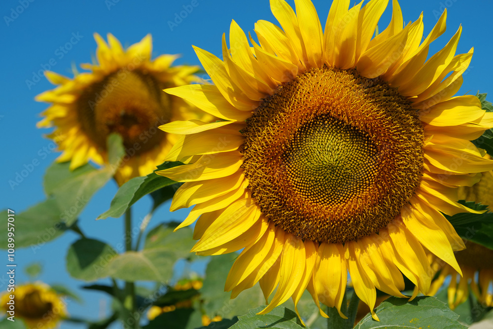 Fototapeta premium Field of beautiful yellow sunflowers