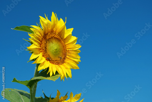 Field of beautiful sunflowers with many bees working. Bees are hard at work photo