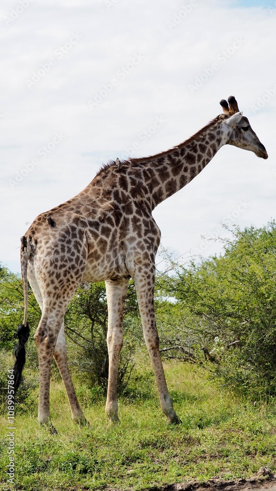 Fototapeta premium Giraffe in its natural habitat moves through the greenery of Kruger National Park, South Africa, showcasing birds onits long neck and pattern.It pauses to feed on fresh leaves. Taken during a safari 