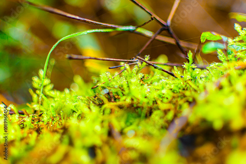 Precisos musgo húmedo con un color verde vivo 