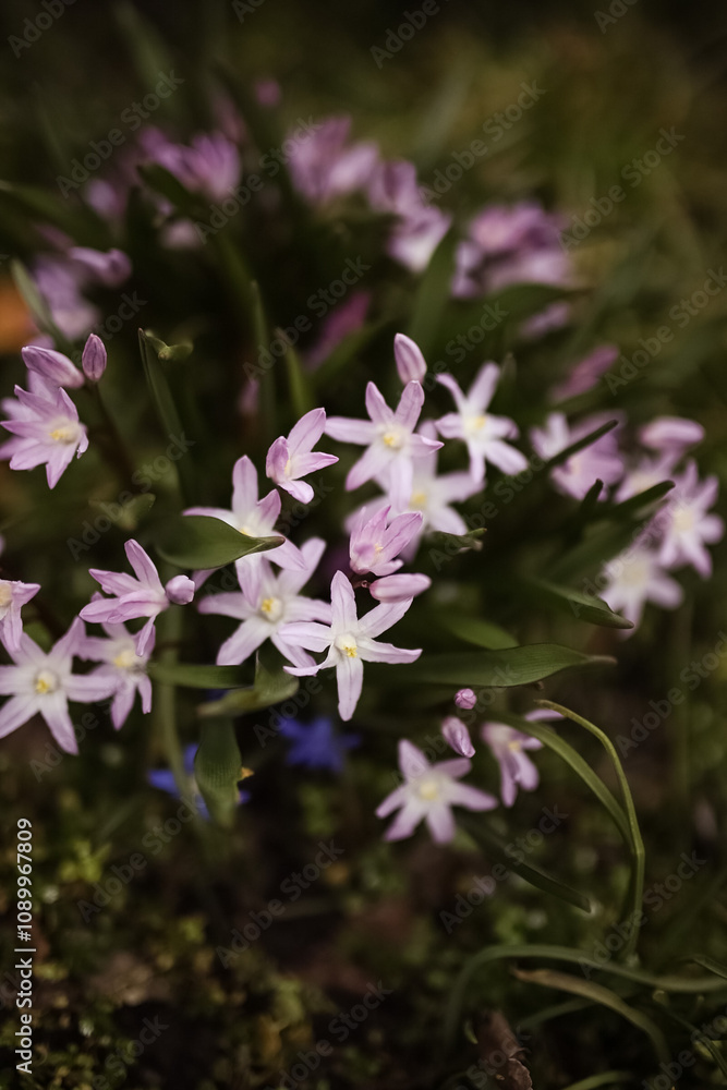 Fototapeta premium Closeup macro of pink flowers in a garden
