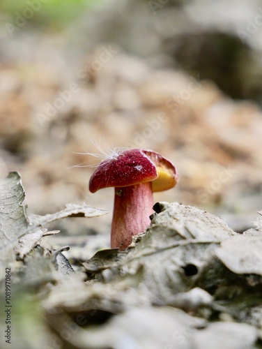 Small fruit body of the ruby bolete (Hortiboletus rubellus, formerly Boletus rubellus), a mushroom in the forest photo