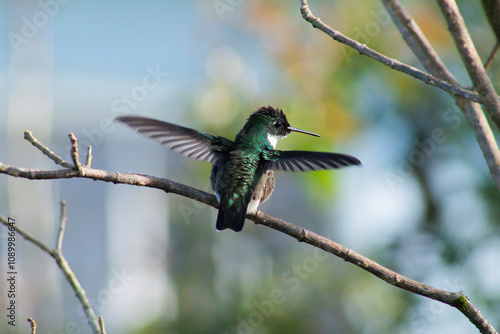 hummingbird in flight