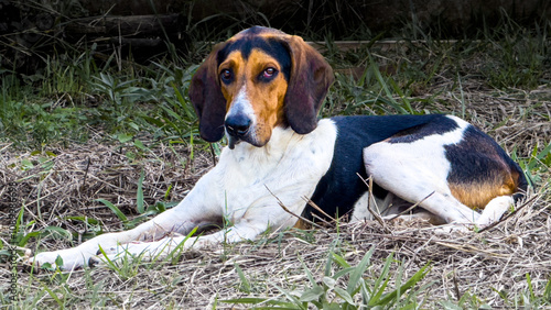 beagle dog on grass