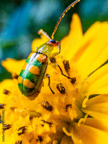 beetle on yellow flower