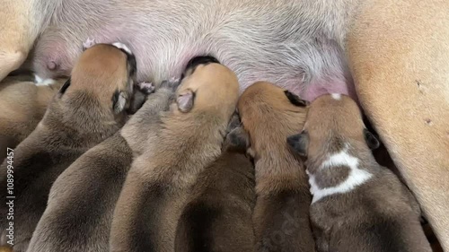 puppies, newborn, nursing, baby, dogs, tiny, fur, cute, adorable, motherhood, bonding, family, warmth photo