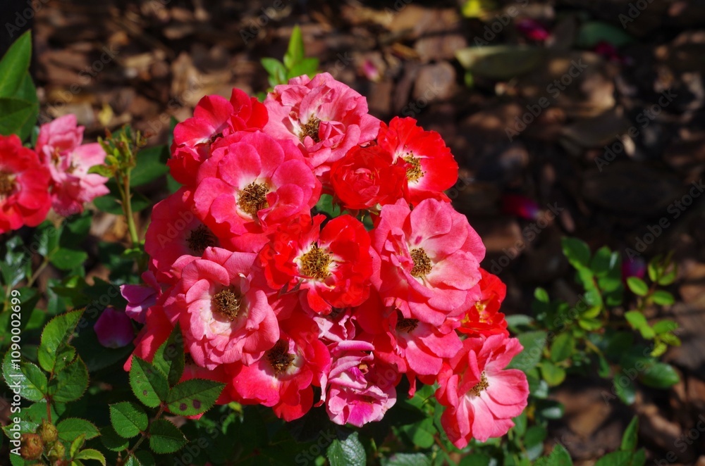 Fototapeta premium red and pink flowers