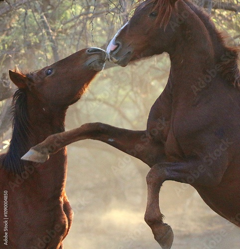 Horseplay Between Two Wild Stallions 