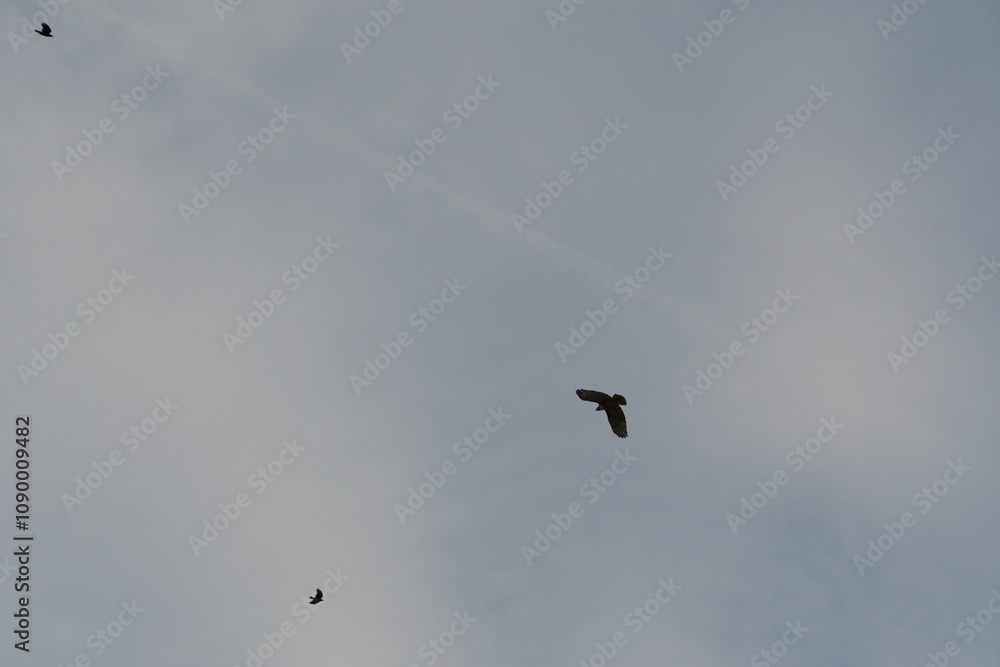Fototapeta premium Crows flying in the cloudy blue sky