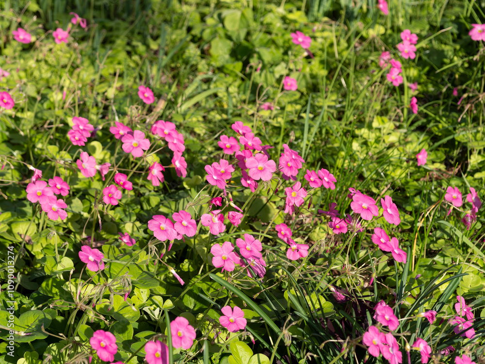 Fototapeta premium 野原に咲くハナカタバミの花