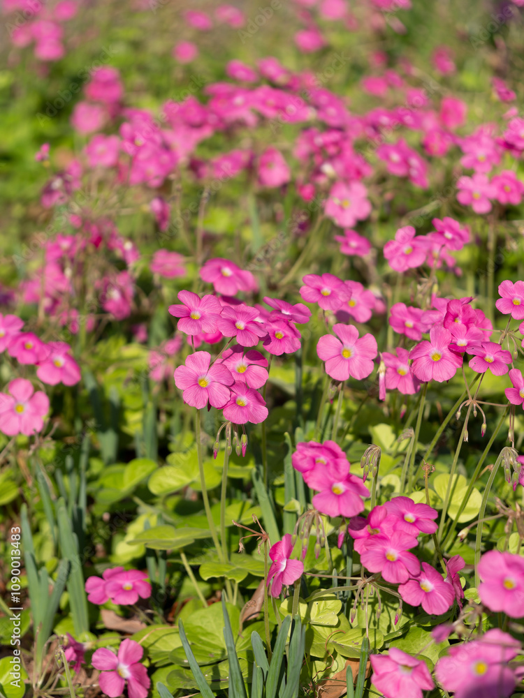 Obraz premium 野原に咲くハナカタバミの花