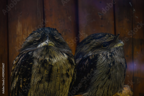 木目を背景にした2羽の鳥（ガマグチヨタカ） photo