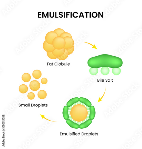 The process of fat emulsification